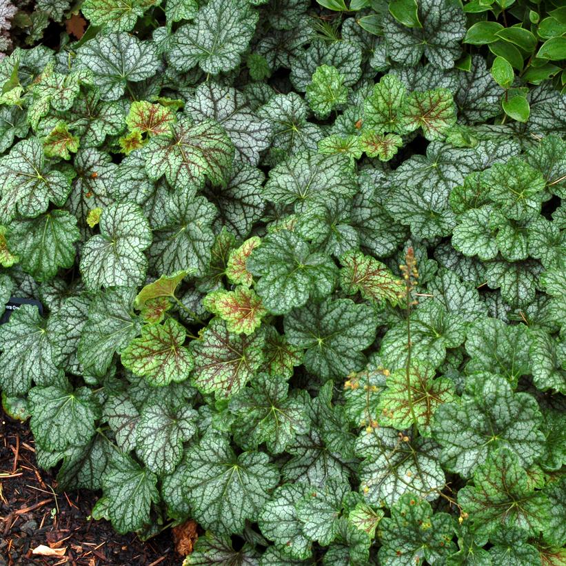 Green Spice Coral Bells