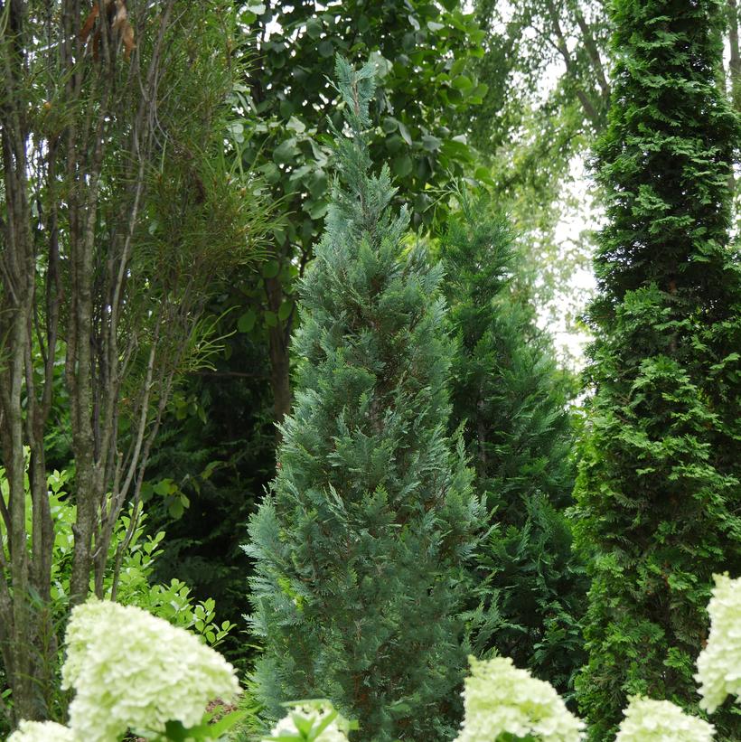 Pinpoint® Blue False Cypress