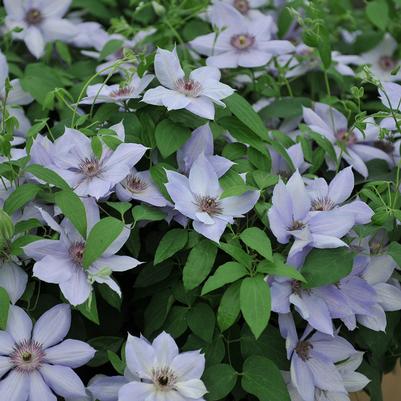 Bernadine™ Clematis