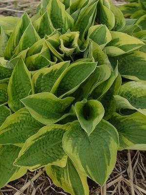 Aureo-marginata Hosta