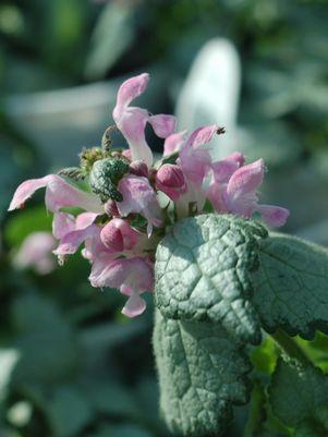 Pink Chablis Dead Nettle