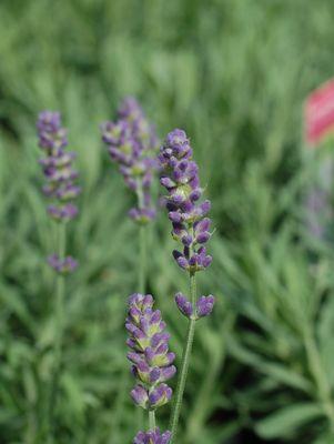 Hidcote Lavender