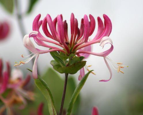 Peaches and Cream Honeysuckle