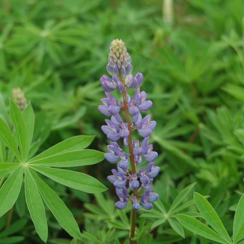 Sundial Wild Lupine