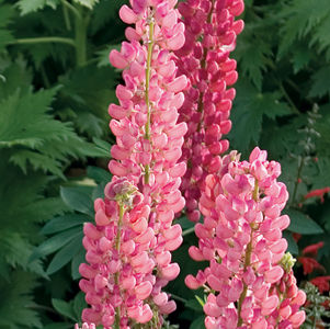 Camelot Rose Lupine