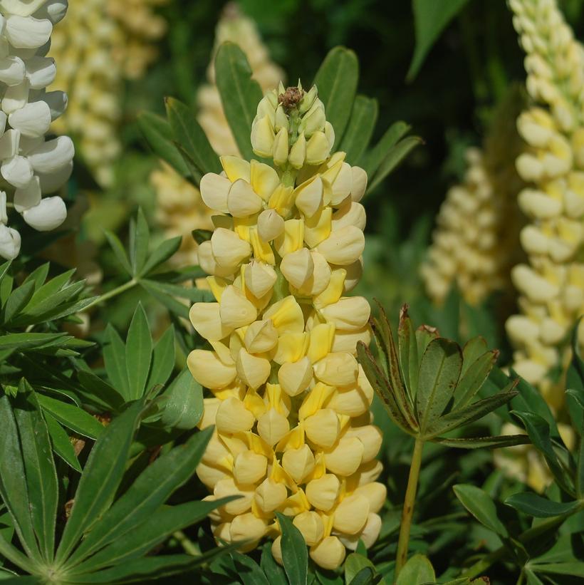 Chandelier Lupine