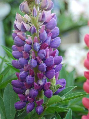 Gallery Blue Lupine