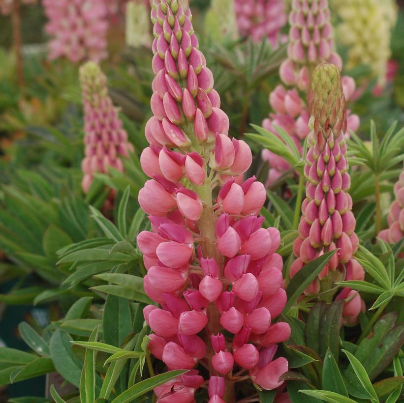 Gallery Pink Lupine