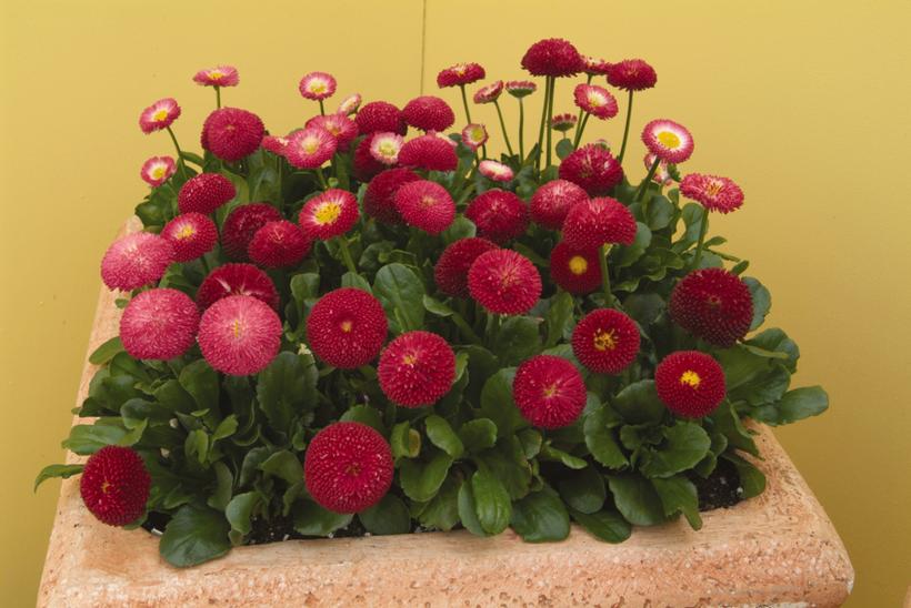 Bellissima™ Red English Daisy