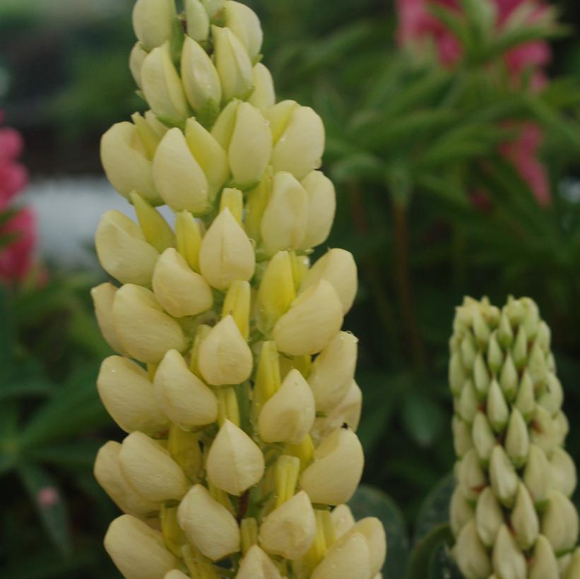 Gallery Yellow Lupine