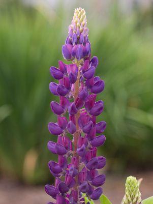 Popsicle Blue Lupine