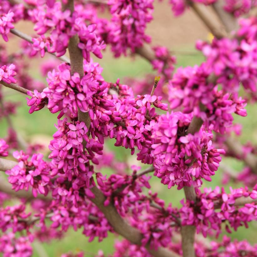 Northern Herald® Eastern Redbud