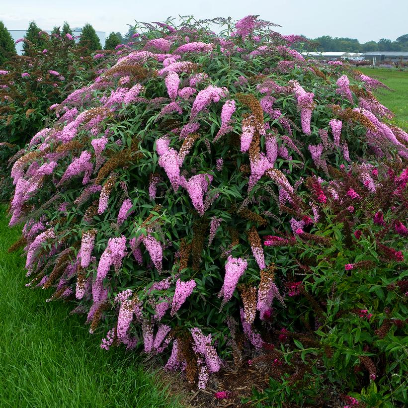 Pink Cascade Weeping Butterfly Bush