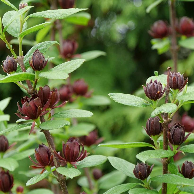 Simply Scentsational Sweetshrub