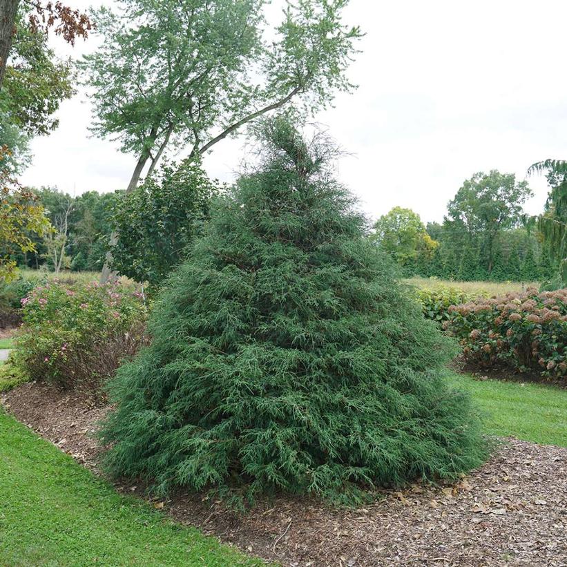 Haywire False Cypress