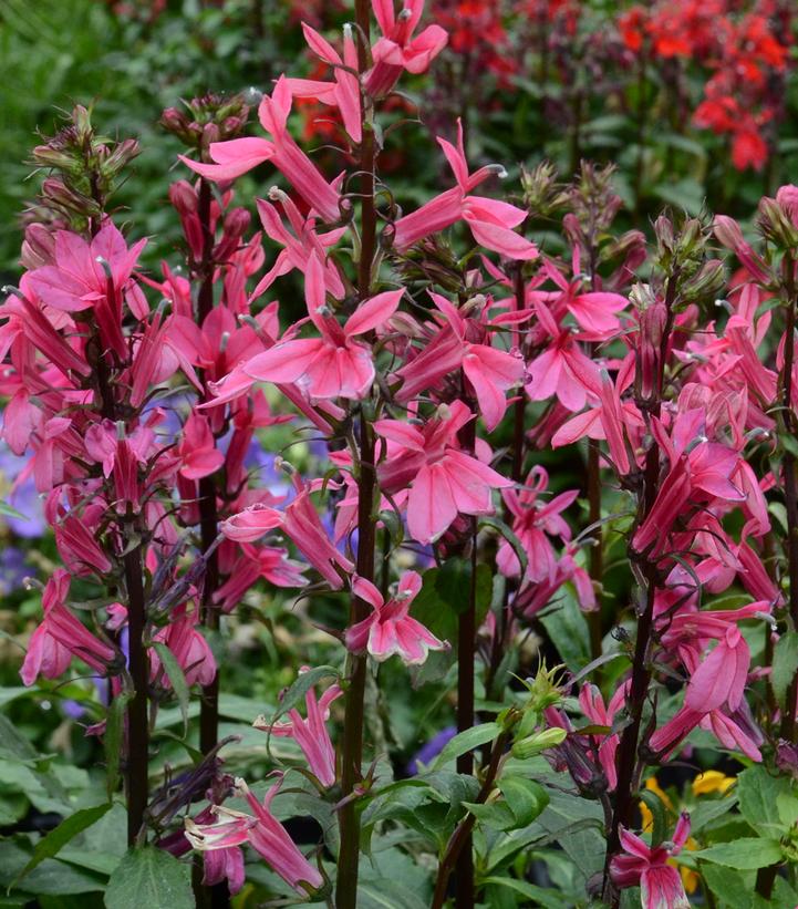 Deep Rose Cardinal Flower