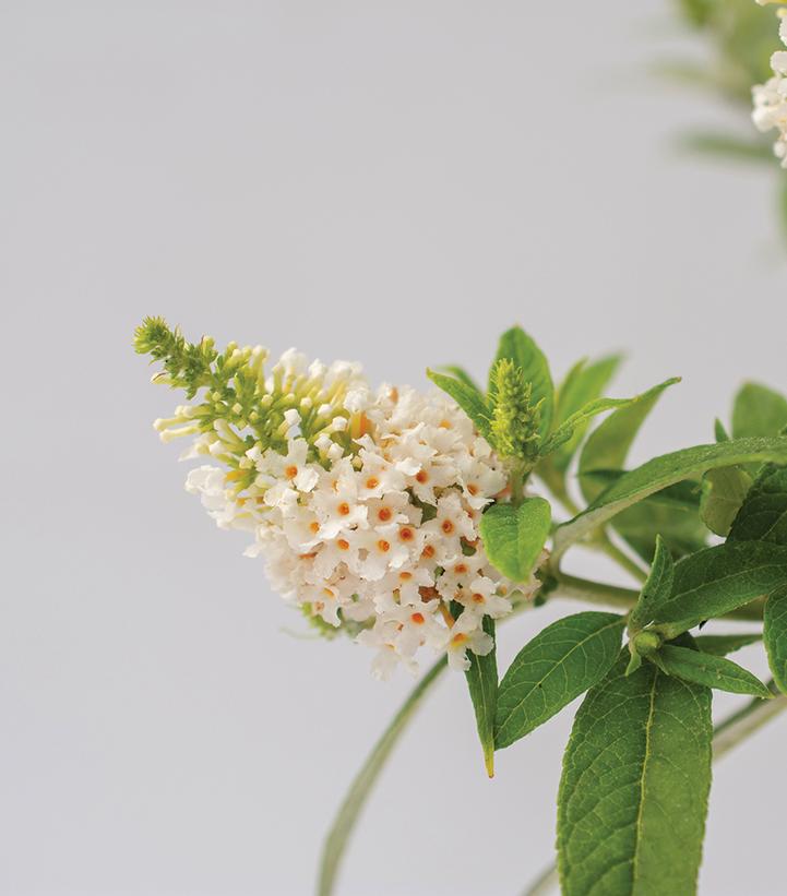 White Butterfly Bush