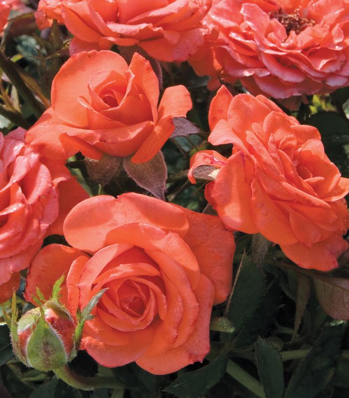 Salmon Sunblaze® Rose